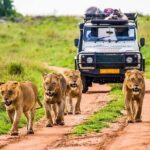 Outstanding day trip to Tarangire National Park - What to Keep in Mind