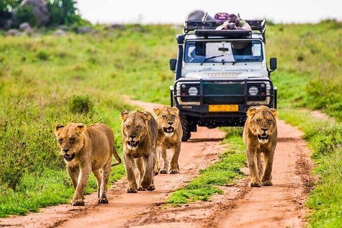 Outstanding day trip to Tarangire National Park - What to Keep in Mind