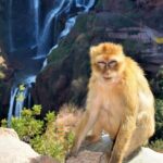 Ouzoud Waterfalls Guided Day Trip from Marrakech - What Could Be Better?