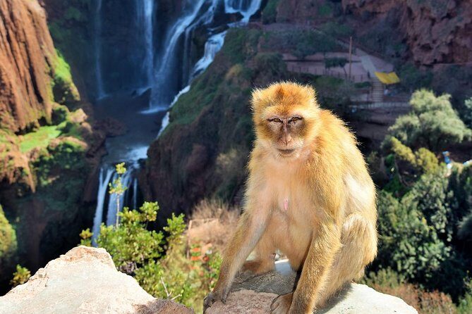 Ouzoud Waterfalls Guided Day Trip from Marrakech - What Could Be Better?