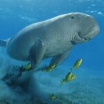 Over Day To Abu Dabbab Beach Marsa Alam With Lunch - Hurghada - Why This Tour Is a Great Value