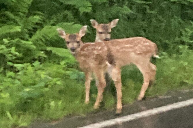 OVER THE TOP TOURS city highlights, wildlife and more! - Wildlife and Nature Stops