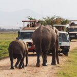Overnight Amboseli National Park Safari - Who Will Love This Experience?