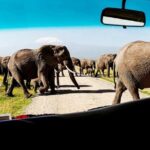 Overnight Amboseli National Park Safari from Nairobi - Transportation and Tour Logistics