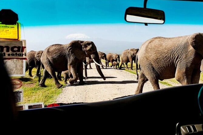 Overnight Amboseli National Park Safari from Nairobi - Transportation and Tour Logistics