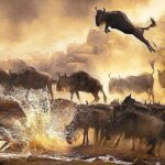 Overnight Budget Camping Tour to Maasai Mara. - FAQs