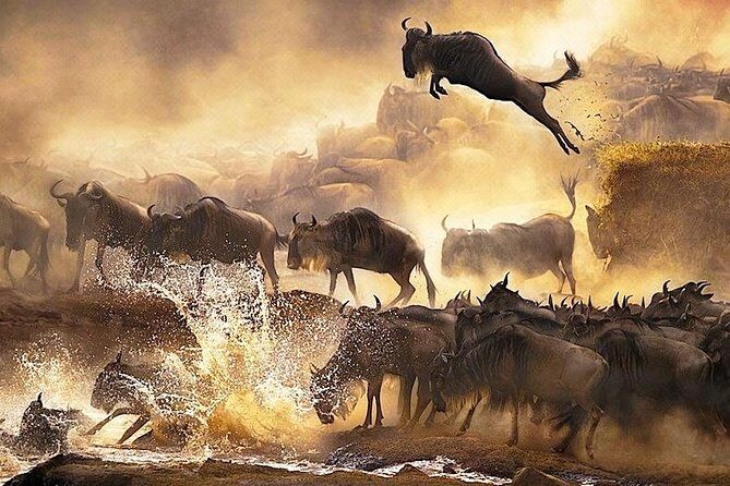 Overnight Budget Camping Tour to Maasai Mara. - FAQs