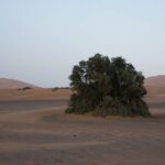 Overnight Desert Tours from Fez to Fez - Day 2: Returning or Continuing Your Journey