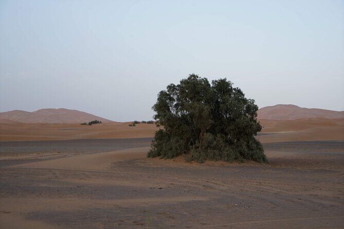 Overnight Desert Tours from Fez to Fez - Day 2: Returning or Continuing Your Journey