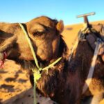 Overnight Experience from Merzouga in Dunes of Erg Chebbi - Detailed Breakdown of the Itinerary