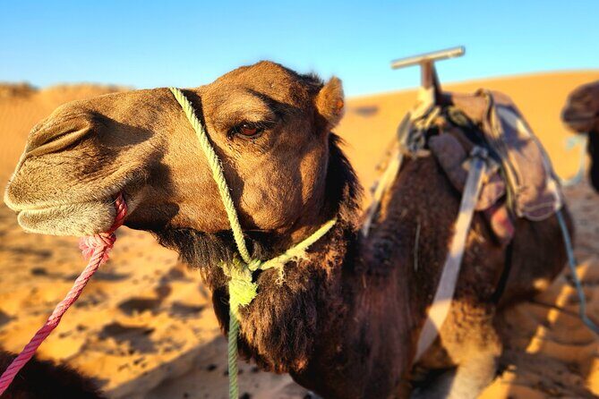 Overnight Experience from Merzouga in Dunes of Erg Chebbi - Detailed Breakdown of the Itinerary