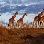 Overnight private Safari to Masai Mara National Reserve. - Who Should Book This Safari?