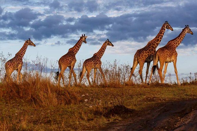 Overnight private Safari to Masai Mara National Reserve. - Who Should Book This Safari?
