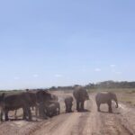 Overnight Safari to Amboseli National Park - Who Is This Tour Best For?