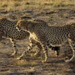 Overnight Safari To Maasai Mara - The Experience of Staying in Maasai Mara