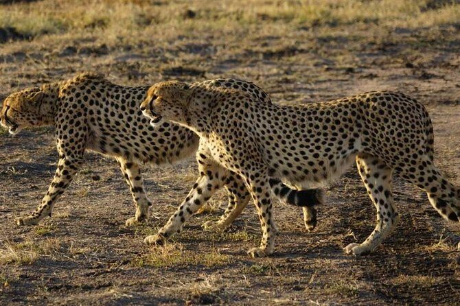 Overnight Safari To Maasai Mara - The Experience of Staying in Maasai Mara