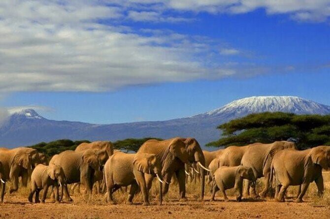 Overnight Tour in Amboseli National Park from Nairobi - The Itinerary Breakdown: What to Expect