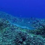 Padi Open Water Diver Course - The Course Breakdown: What to Expect