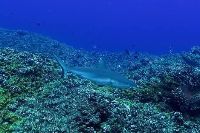 Padi Open Water Diver Course - The Course Breakdown: What to Expect