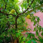 Padua Botanical Garden: Sacred Architecture and Plant Intelligence - The Itinerary: What to Expect