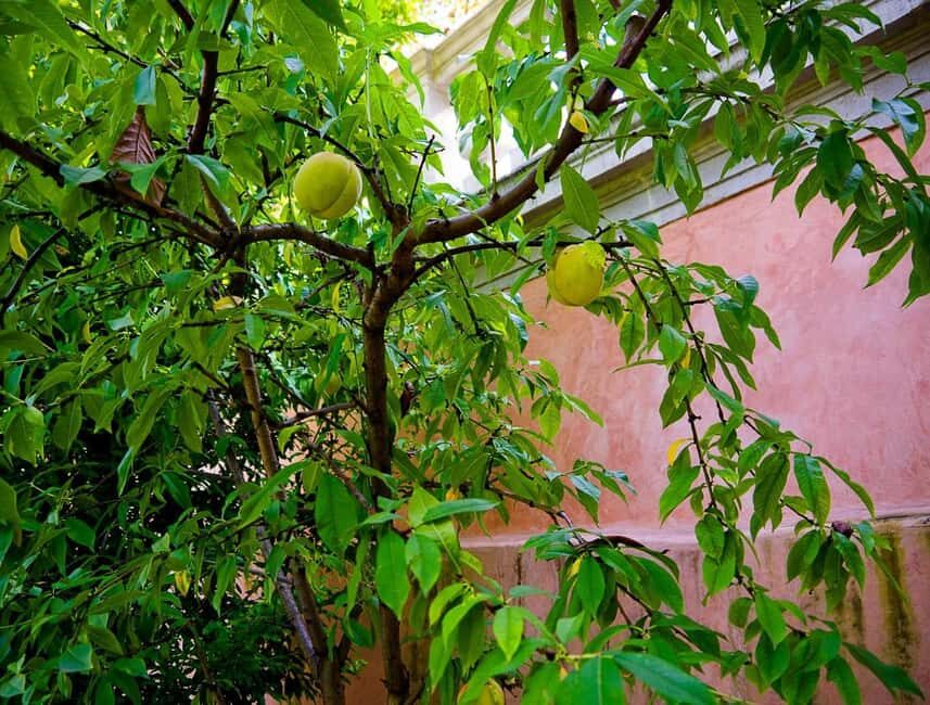 Padua Botanical Garden: Sacred Architecture and Plant Intelligence - The Itinerary: What to Expect