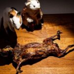 Palma de Mallorca: Disgusting Food Museum Entry Ticket - Why This Tour Is Worth It