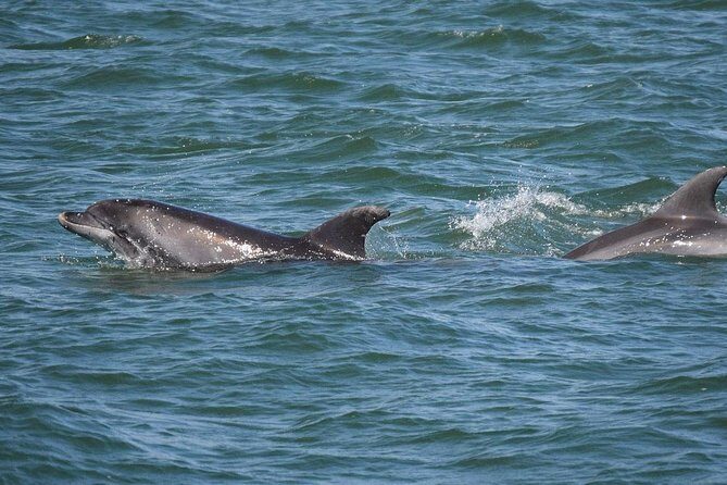Panama City Beach Dolphin Sightseeing Sail - FAQs