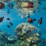Paradise conquest snorkelling & underwater life adventure - What the Tour Entails