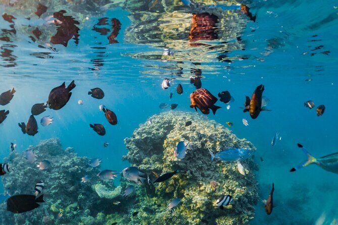 Paradise conquest snorkelling & underwater life adventure - What the Tour Entails