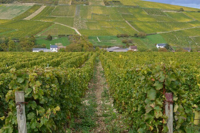 Paris Wine Day Tours exclusive wine tour in the Sancerre area - Who Would Love This Tour?