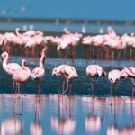 Pelican Point Peninsula Tour- visit the seal colony - Who Will Love This Tour?