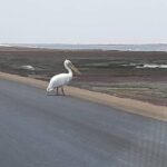 Pelican Point Seal Colony 4x4 Tour - Who This Tour Is Best For