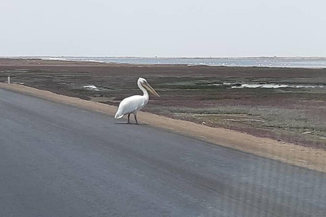 Pelican Point Seal Colony 4x4 Tour - Who This Tour Is Best For