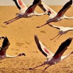 Pelican Point tours,Lagoon tours, Dune7 Adventure - Practical Considerations