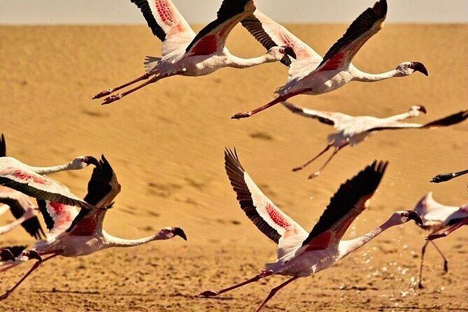 Pelican Point tours,Lagoon tours, Dune7 Adventure - Practical Considerations