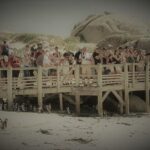 Penguin Encounter Boulders Beach Half Tour Day from Cape Town - Who Should Consider This Tour?