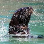 Penguins, Cape Point & Table Mountain. - Who Should Consider This Tour?