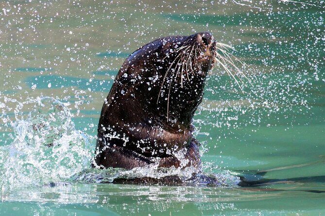Penguins, Cape Point & Table Mountain. - Who Should Consider This Tour?
