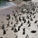 Peninsula Full Day Private Tour - Is This Tour Worth It?