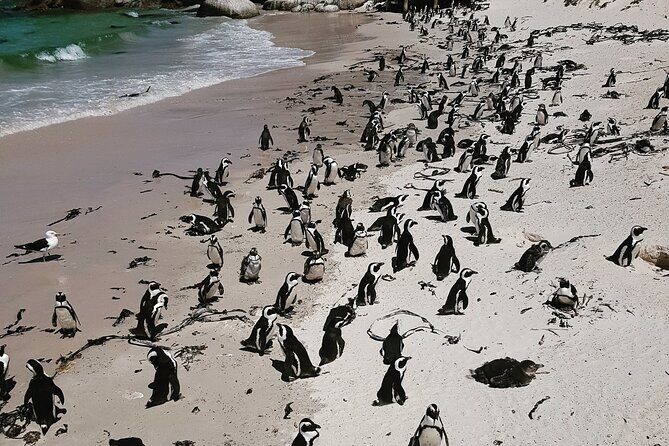 Peninsula Full Day Private Tour - Is This Tour Worth It?