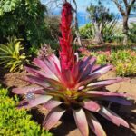 Pico Arieiro, Santana, São Lourenço & more  Full Day+PickUp - Why This Tour Delivers Value