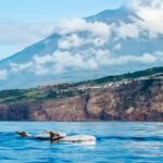 Pico Island: Whale Watching Experience from Lajes do Pico - An In-Depth Look at the Pico Island Whale Watching Experience