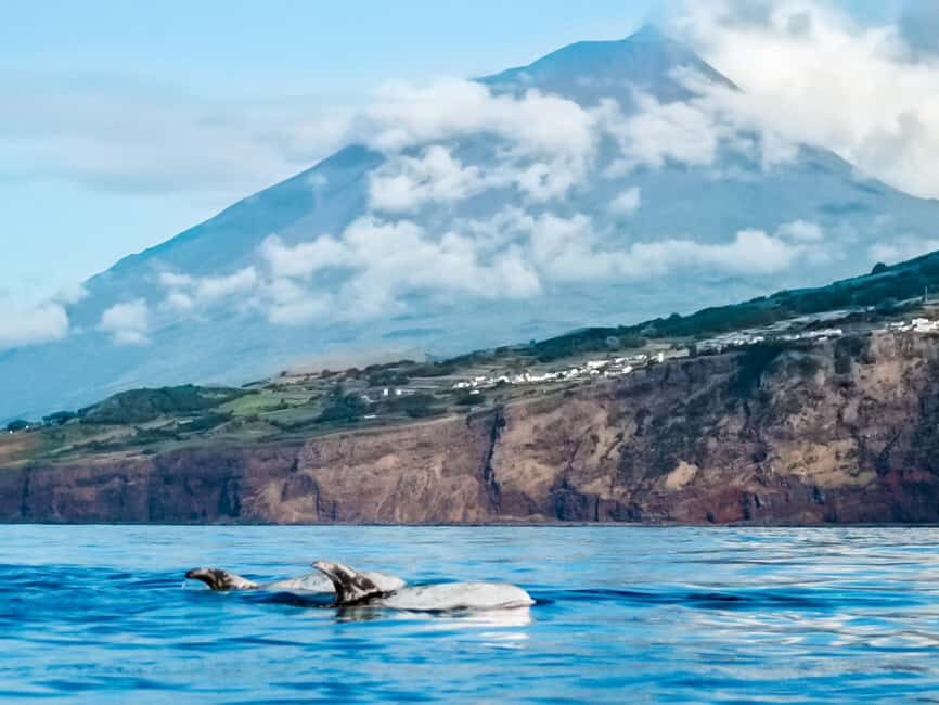 Pico Island: Whale Watching Experience from Lajes do Pico - An In-Depth Look at the Pico Island Whale Watching Experience