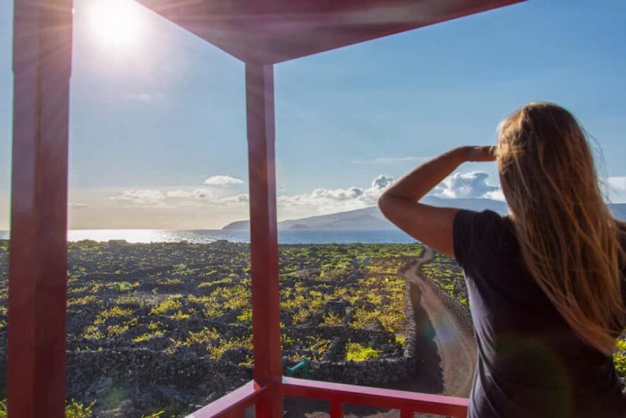 Pico Island: Wine and Vineyards Tour with Tasting - Visiting the Wine Cooperative