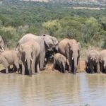 Pilanesberg and Sun City Tour - Who Is This Tour Best For?