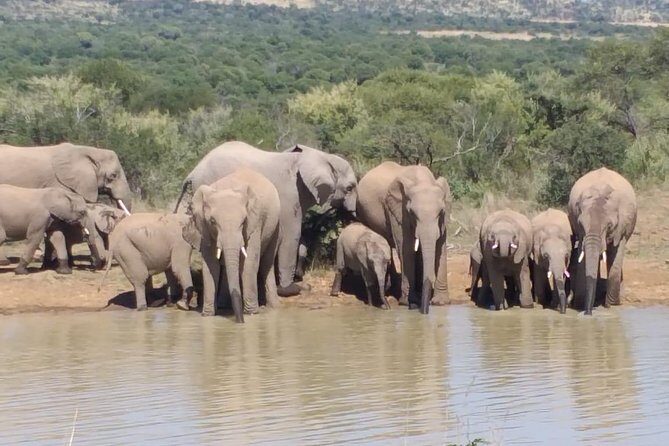 Pilanesberg and Sun City Tour - Who Is This Tour Best For?
