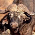Pilanesberg BIG 5 Safari Experience - The Value of the Tour