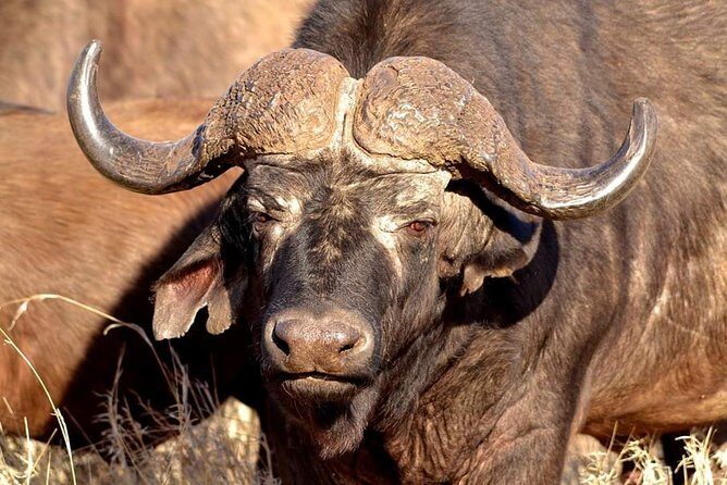 Pilanesberg BIG 5 Safari Experience - The Value of the Tour