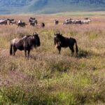 Pilanesberg Full Day Safari - The Sum Up: A Solid Choice for Authentic Wildlife Viewing