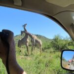 Pilanesberg Game Reserve 6 Hour Sunrise Safari from Johannesburg or Pretoria - Why We Love This Safari